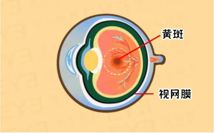 眼皮跳是要面癱了嗎？